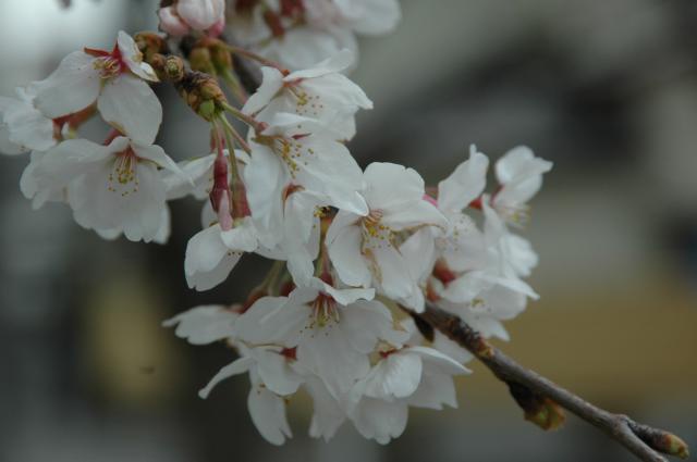 桜満開