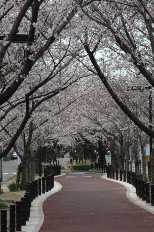 桜満開